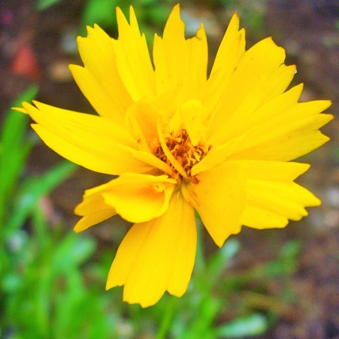 Plant image Coreopsis grandiflora 'Illico'