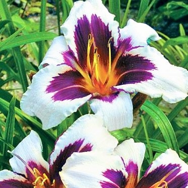 Plant image Hemerocallis 'Wild Horses'