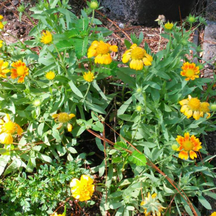 Plant image Gaillardia x grandiflora 'Mesa Yellow' (Mesa Series) syn. Gaillardia 'Yellow'