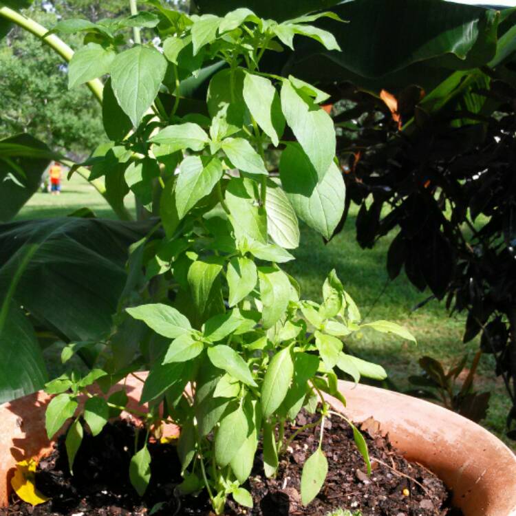 Plant image Ocimum x africanum 'Lime' syn. Ocimum basilicum 'Lime', Ocimum basilicum var. citriodorum 'Lime', Ocimum x citriodorum 'Lime', Ocimum citrodorum	'Lime'