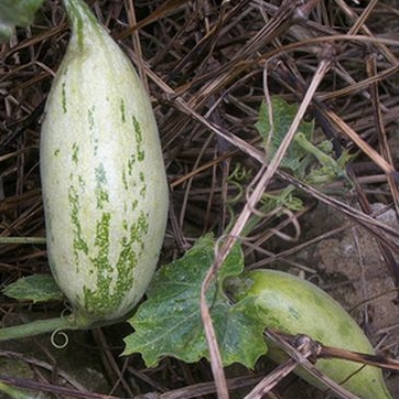 Plant image Cucurbita