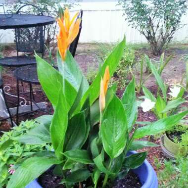 Heliconia psittacorum 'Andromeda'