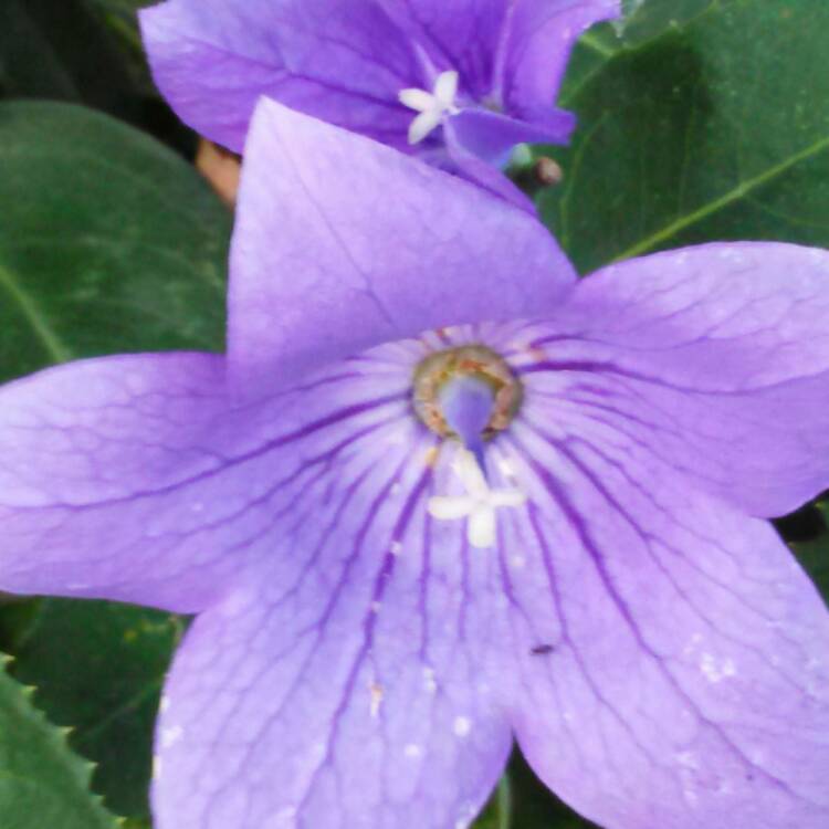 Plant image Platycodon grandiflorus 'Sentimental Blue' syn. Campanula grandiflora 'Sentimental Blue'