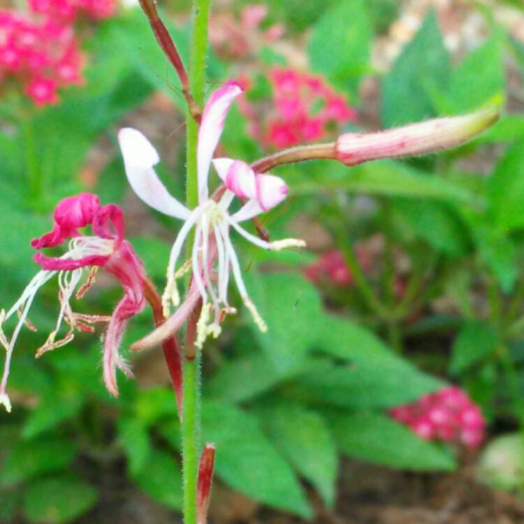 Plant image Oenothera lindheimeri 'Florgaucompi' syn. Oenothera lindheimeri 'Gaudi Pink', Gaura lindheimeri 'Gaudi Pink'