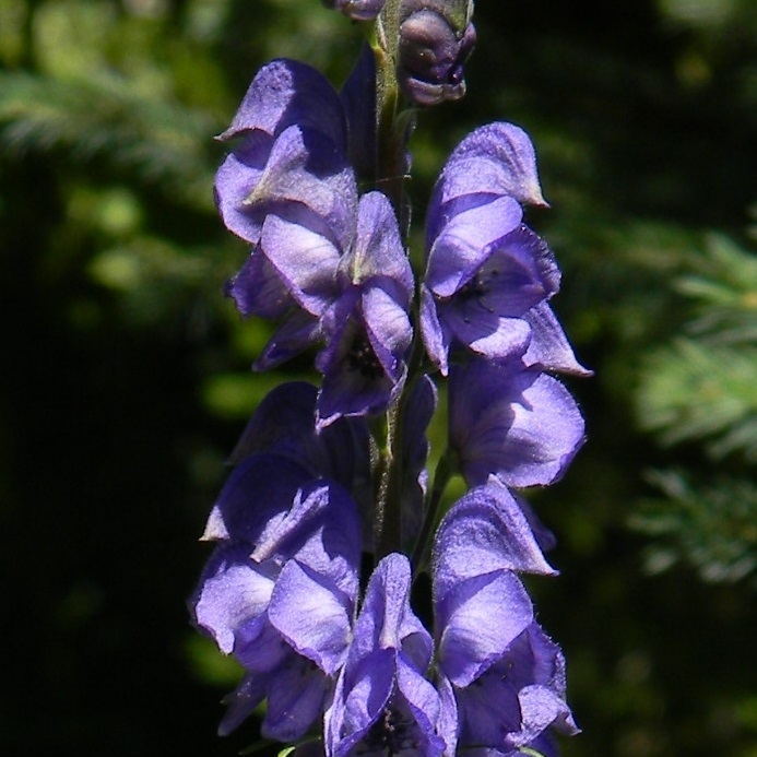 Plant image Aconitum carmichaelii 'Barkers Variety'