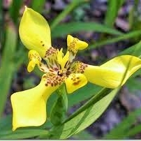 Plant image Neomarica Longifolia