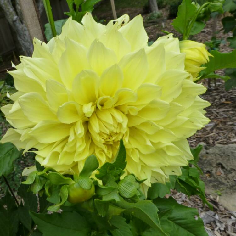 Plant image Dahlia variabilis 'Giant Hybrids Mixed'