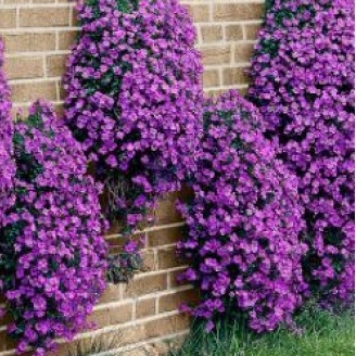 Plant image Aubrieta x cultorum 'Cascade Purple'