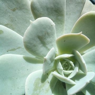 Echeveria Secunda