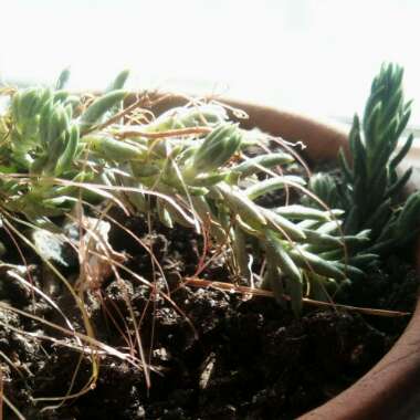 Petrosedum Rupestre Blue Spruce syn Sedum Reflexum