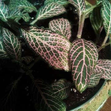 Plant image Fittonia verschaffeltii 'Pink Star'