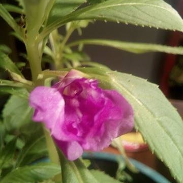 Plant image Impatiens balfourii