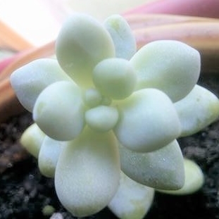 Pachyphytum oviferum