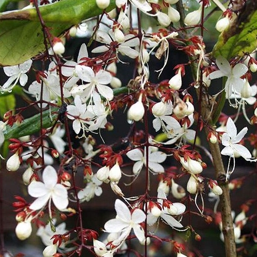 Plant image Clerodendrum Schmidtii syn. C. Smithianum