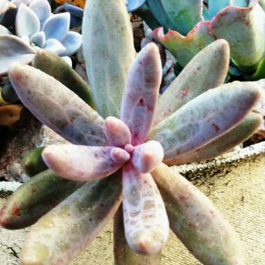 x Pachysedum 'Ganzhou'