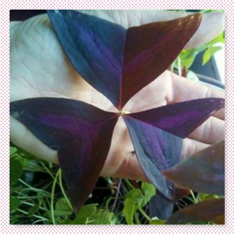 Plant image Oxalis triangularis 'JR Oxburwi' (Xalis Series) syn. Oxalis triangularis 'Burgundy Wine'