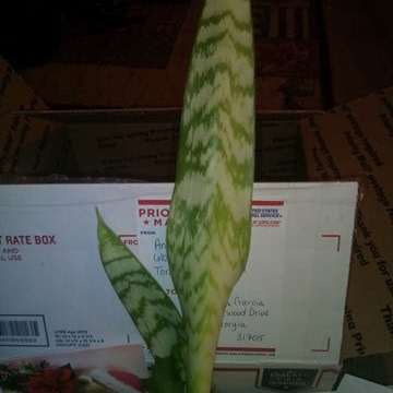 Sansevieria