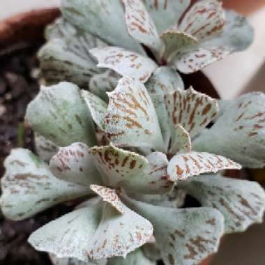 Kalanchoe rhombopilosa var. rhombopilosa