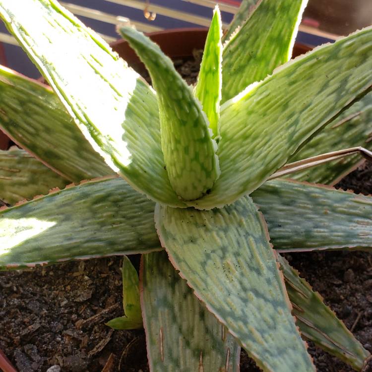 Plant image Aloe hybrid 'Pink Blush'