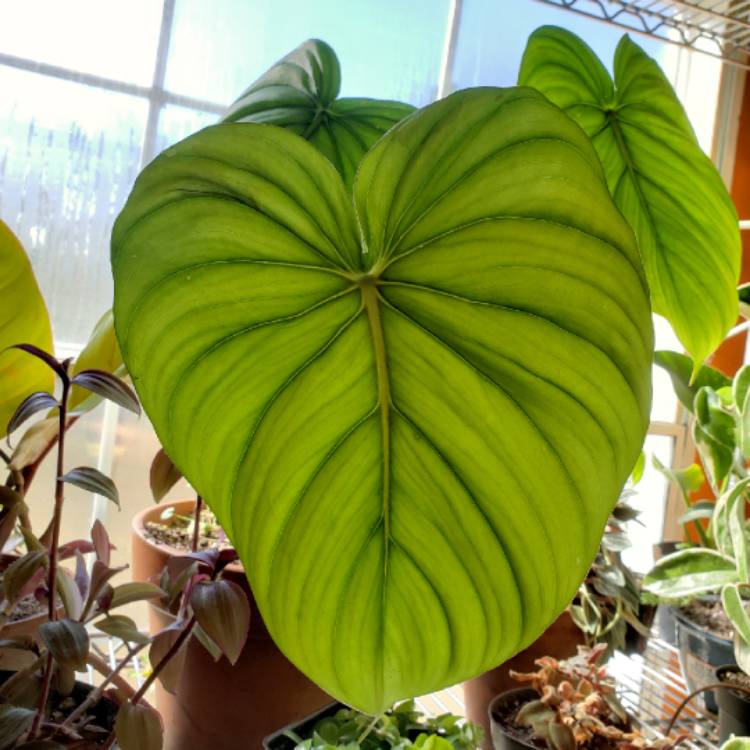 Plant image Philodendron pastazanum