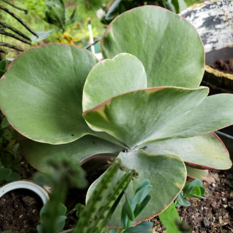 Plant image Kalanchoe Luciae 'Fantastic'