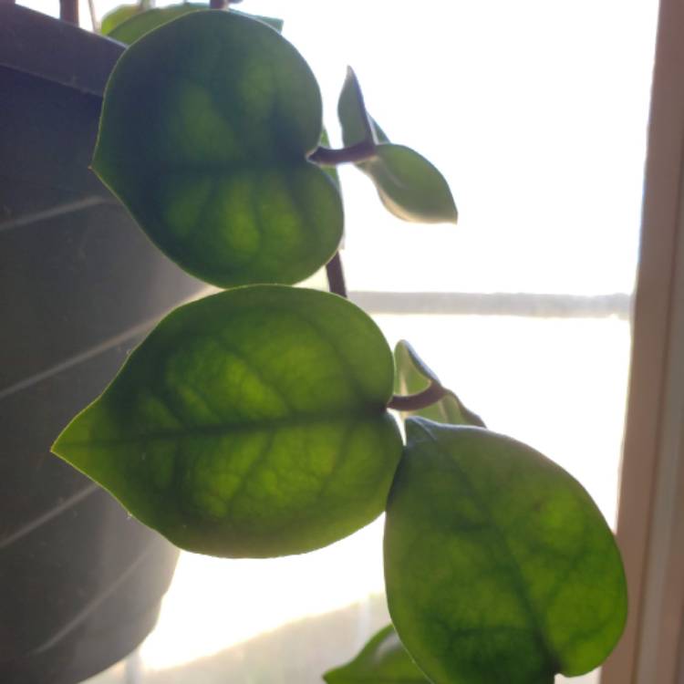 Plant image Hoya Carnosa 'Chelsea'