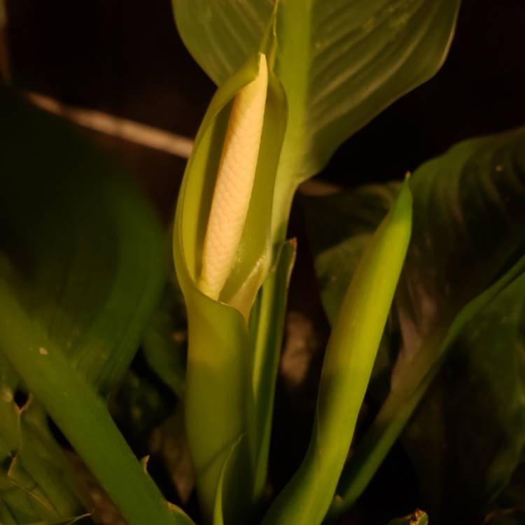 Plant image Dieffenbachia 'Snow'