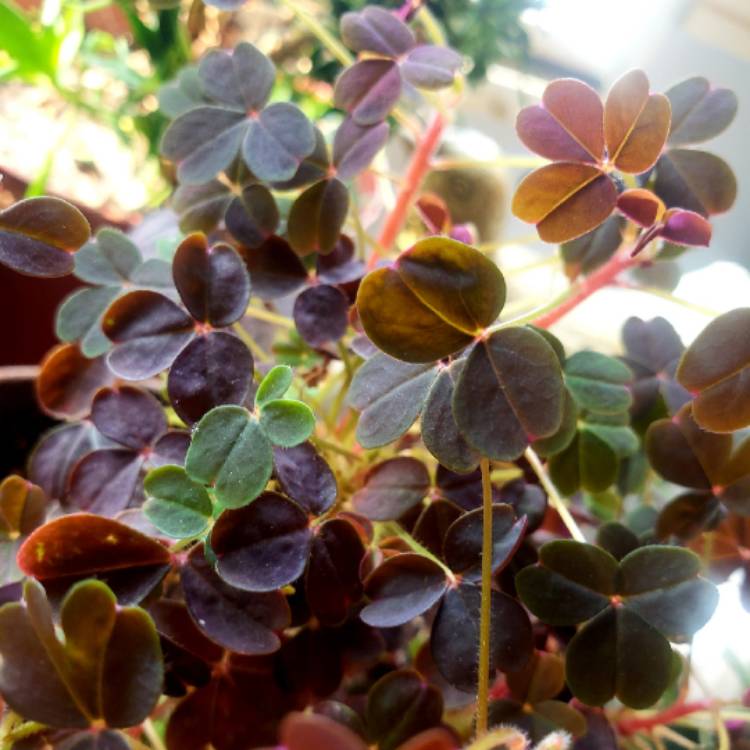 Plant image Oxalis 'Plum Crazy'