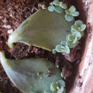 Kalanchoe Fedtschenkoi