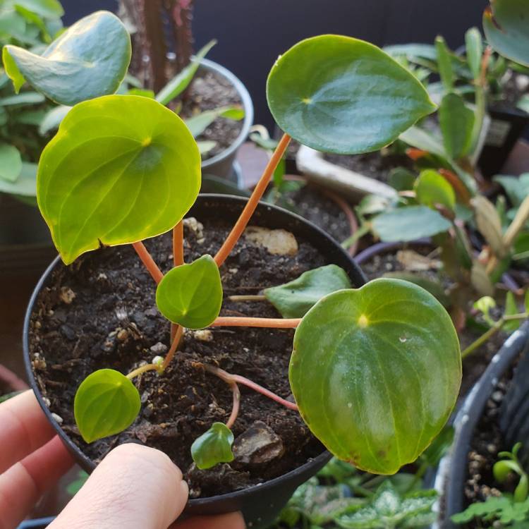 Plant image Peperomia verschaffeltii