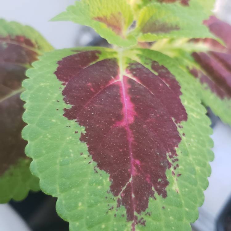 Plant image Plectranthus scutellarioides 'Combat'