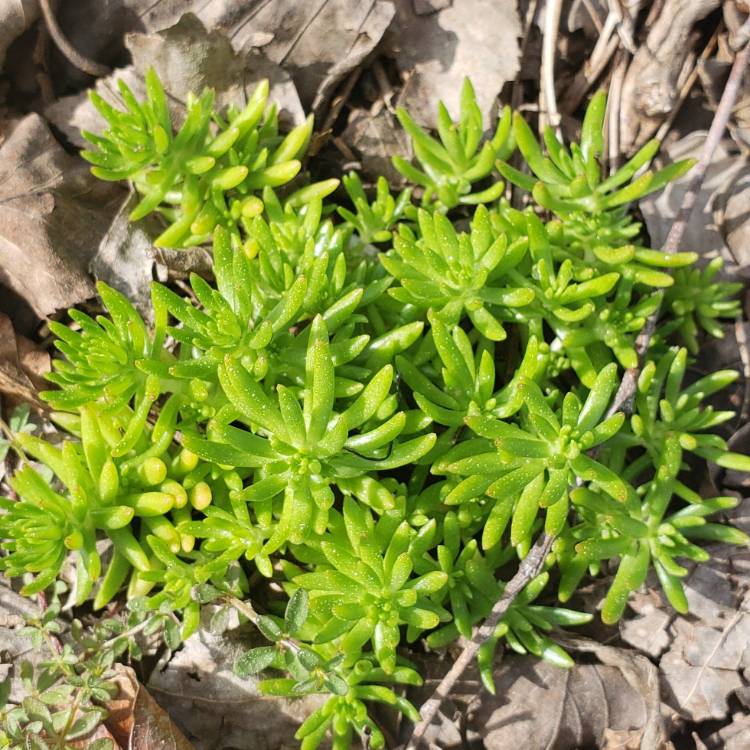 Plant image Sedum Hispanicum Aureum