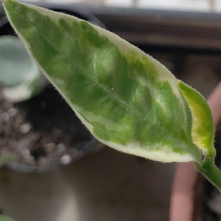 Plant image Euphorbia tithymaloides ‘Variegatus'

