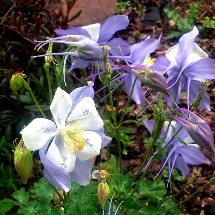 Plant image Aquilegia 'Origami Blue & White'