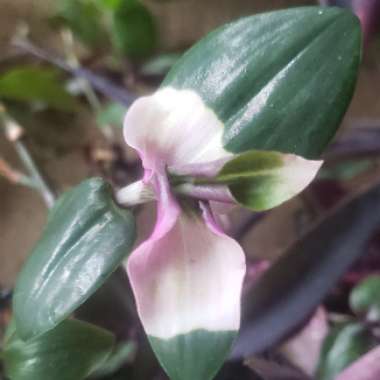 Tradescantia hybrid 'Blushing Bride'