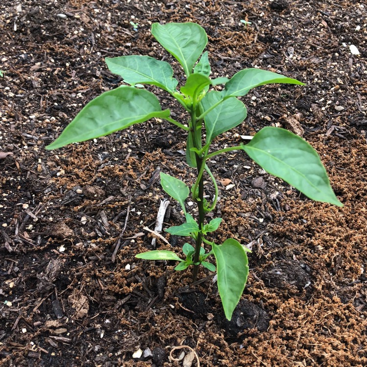 Plant image Capsicum Annuum 'Mammoth Jalapeno Pepper'