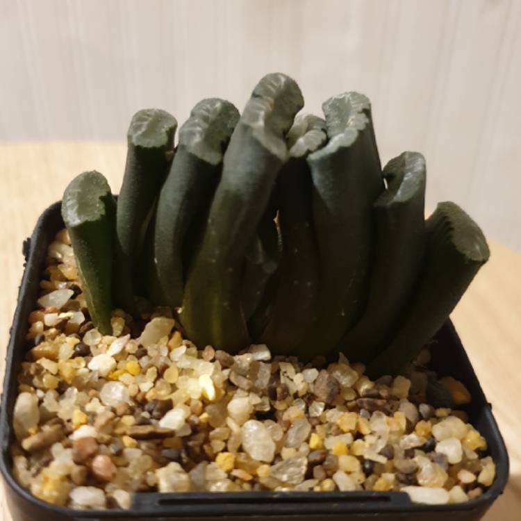 Plant image Haworthia truncata var. truncata