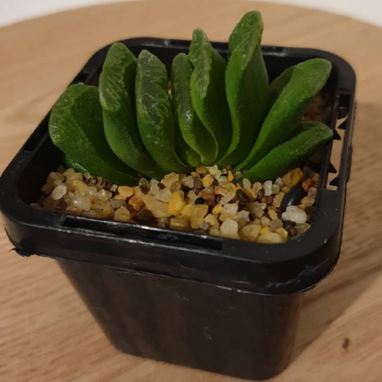 Plant image Haworthia truncata 'Lime Green'