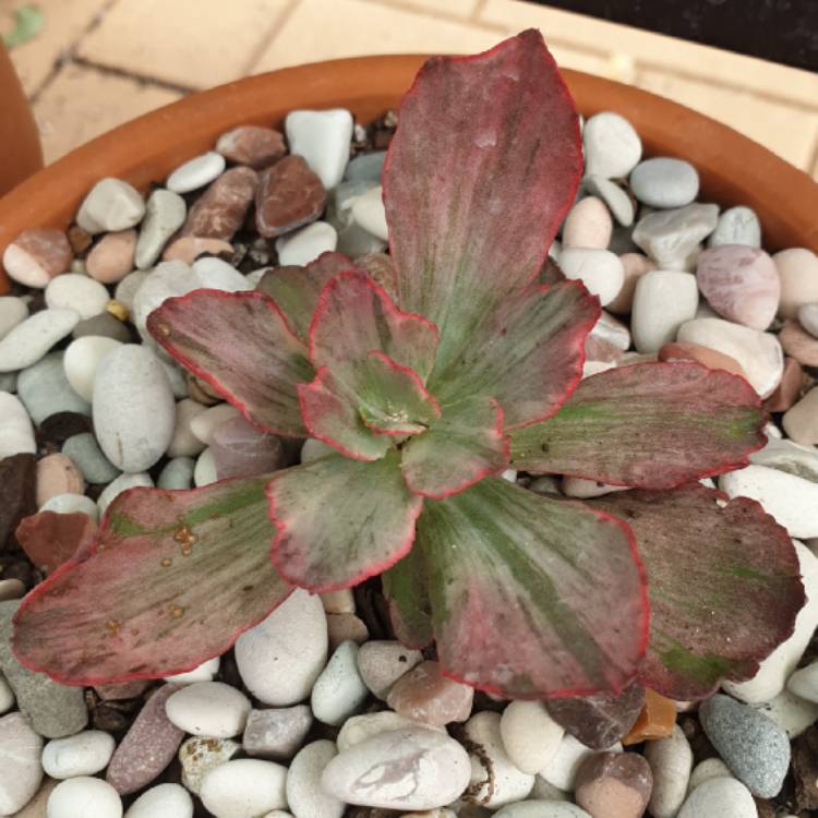 Plant image Echeveria Marijah