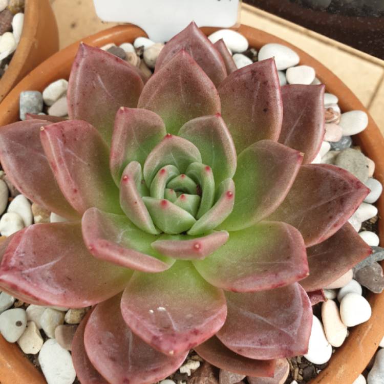 Plant image Echeveria Baekya