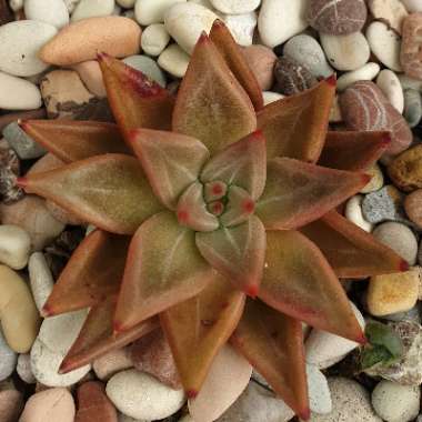 Echeveria Psyche