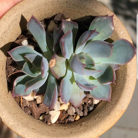 Plant image Echeveria Dark Ice