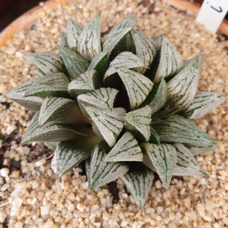 Plant image Haworthia 'Silver Kiwi'