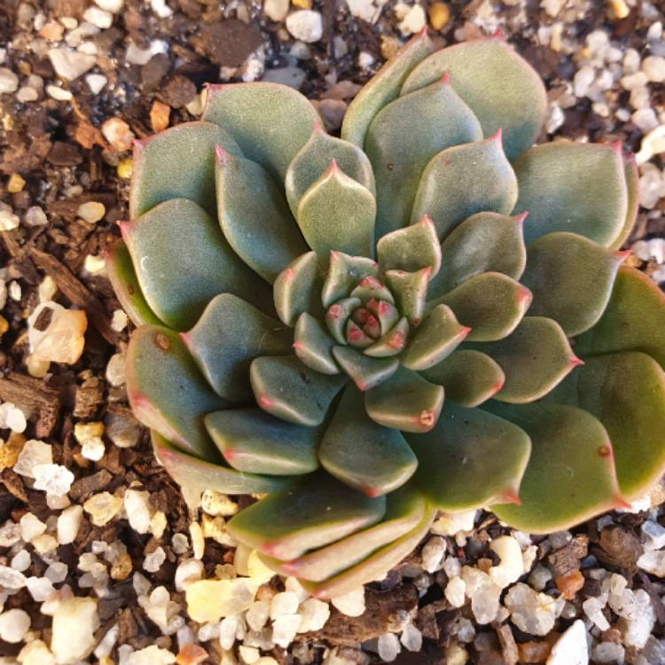 Plant image xGraptoveria Olivia