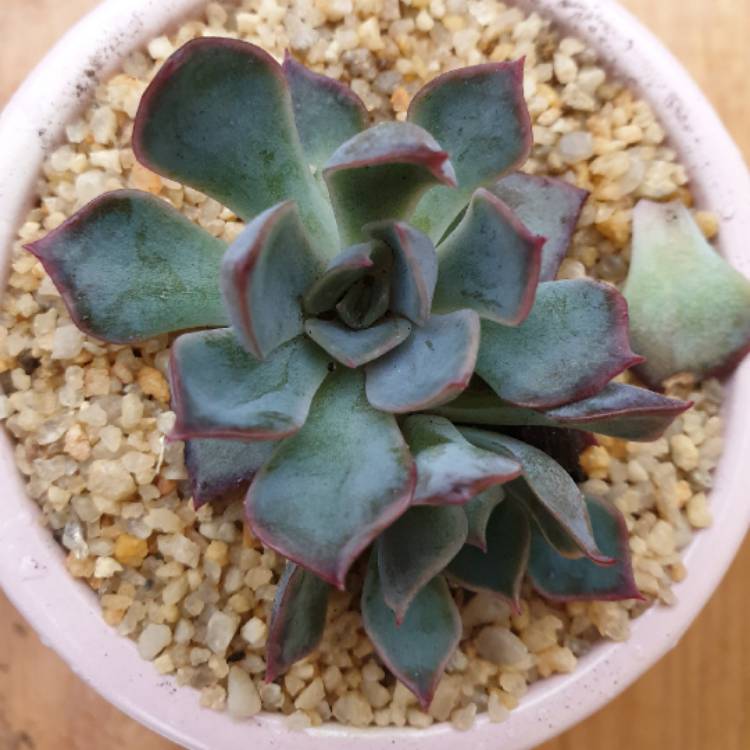 Plant image Echeveria Dark Ice