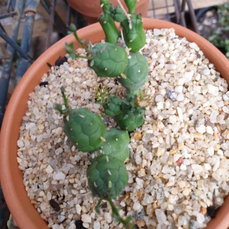 Plant image Euphorbia globosa