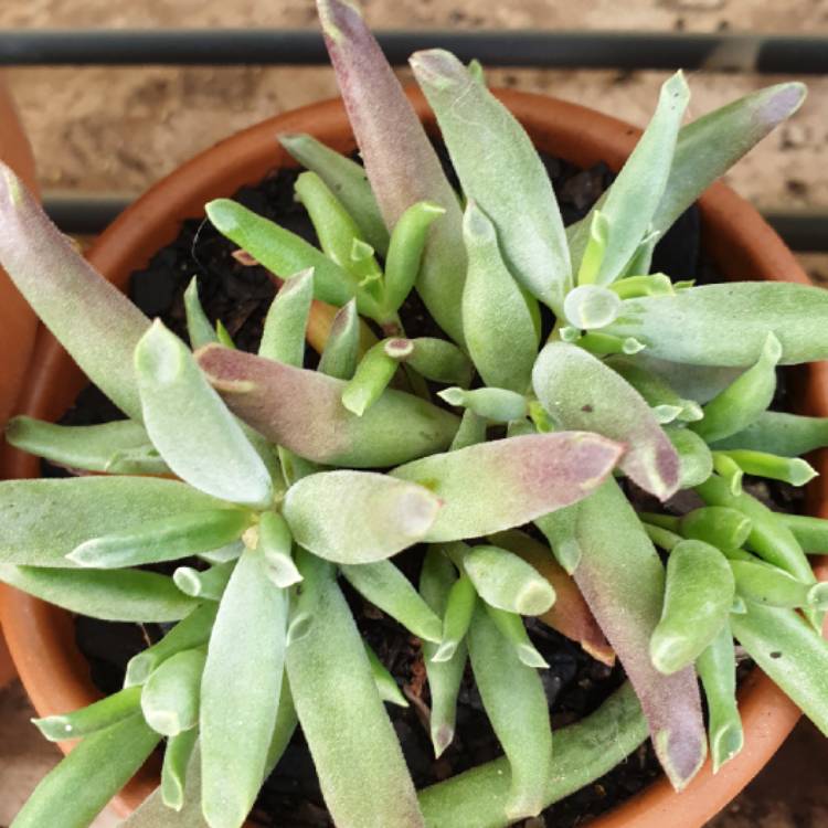 Plant image Cotyledon