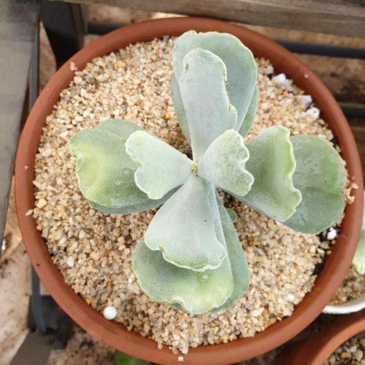 Plant image Cotyledon orbiculata 'Blue Waves'