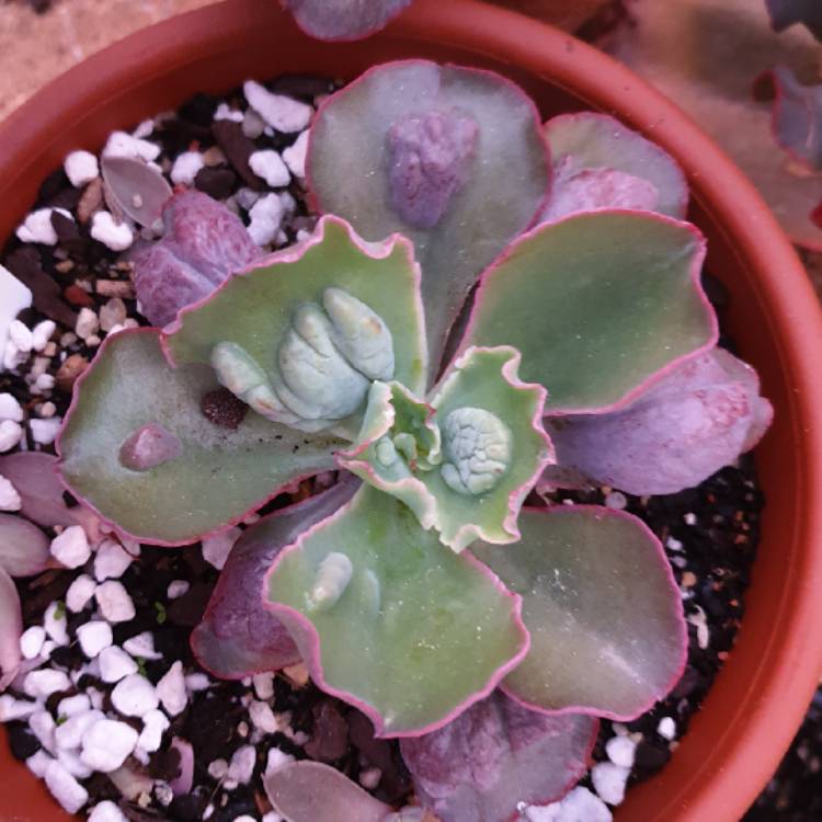 Plant image Echeveria Linguas