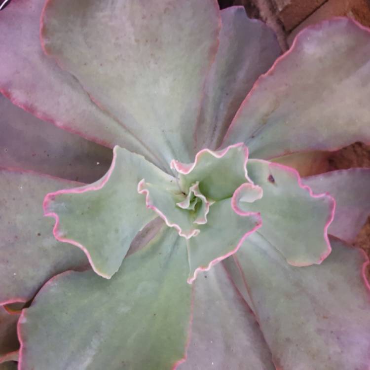 Plant image Echeveria Pastel